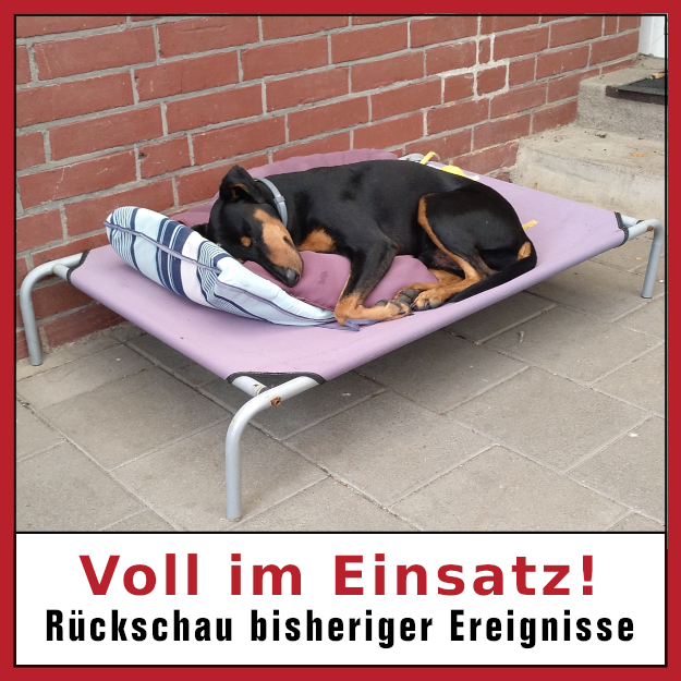 Bild schlafender Hund